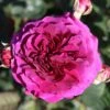 Timeless Purple Hybrid Tea Rose 3L