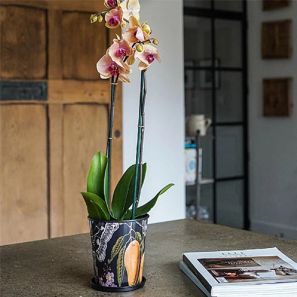 Kew Eclectic Orangery Planter With Saucer 16cm - Image 4