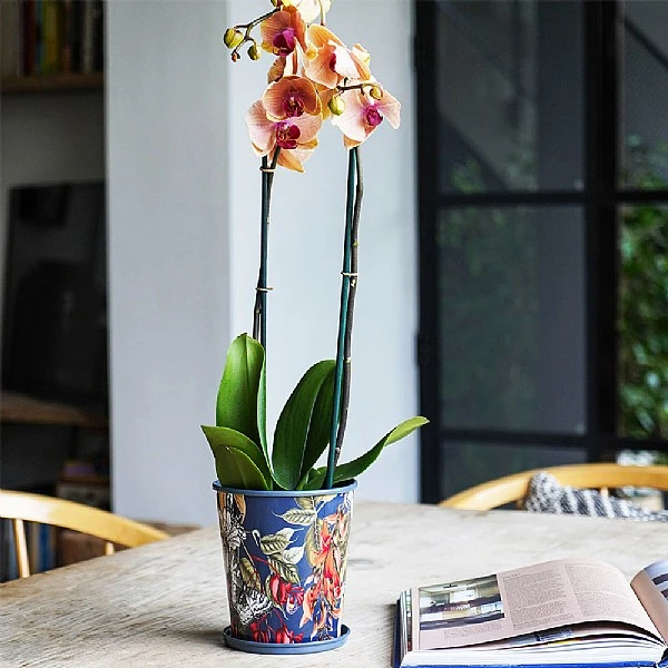 Kew Temperate House Planter With Saucer 16cm - Image 5