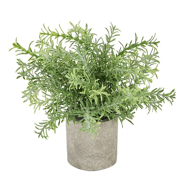 Rosemary Plant Stone Pot