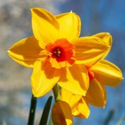 Narcissus 'Fortune' Value Net