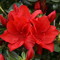 Azalea Santa Maria - 3 Ltr Pot