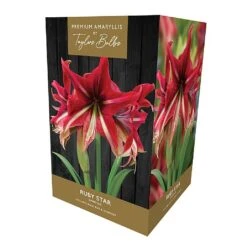 Amaryllis Ruby Star Indoor Growing Kit
