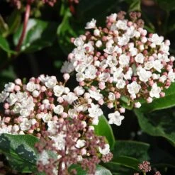 Viburnum Tinus 'Lisarose'