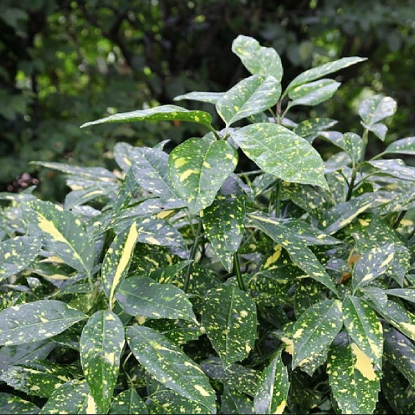 Aucuba Japonica 'Crotonifolia'