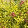 Escallonia 'Golden Carpet'