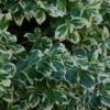 Euonymus Fortunei 'Silver Queen'