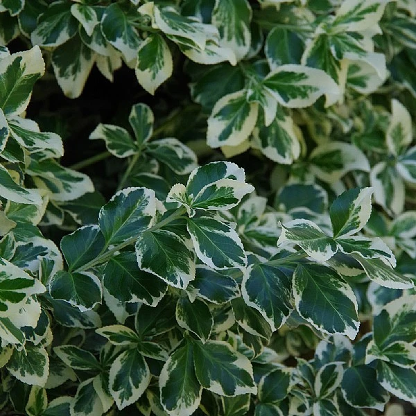 Euonymus Fortunei 'Silver Queen'