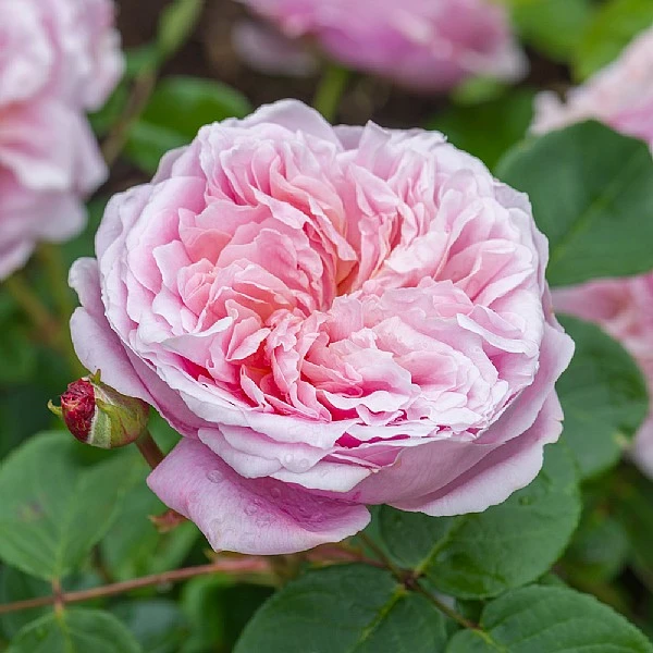 Eustacia VYE English Shrub Rose - Image 2