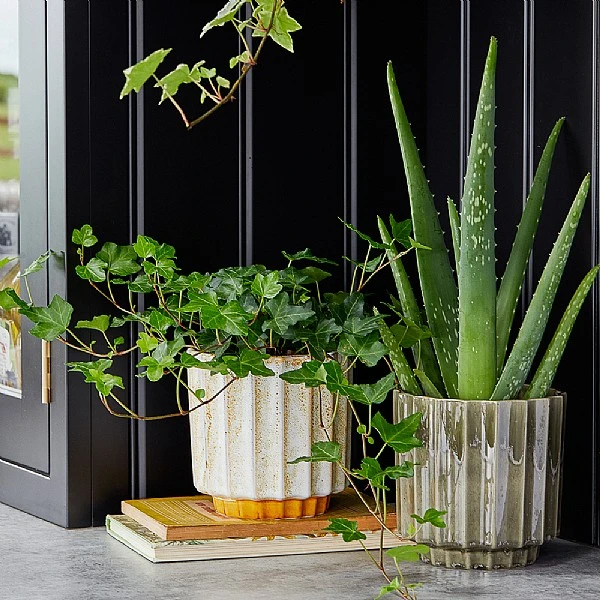 Ivyline Lugano Scalloped Reactive Pot Cover Mustard (Various Sizes) - Image 2