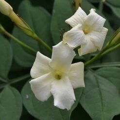 Jasminum Officinale 'Clotted Cream'
