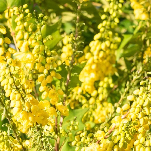 Mahonia X Media 'Winter Sun' - Image 2