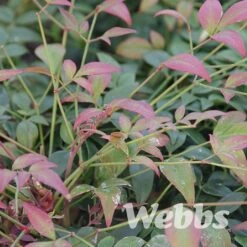 Nandina Domestica 'Obsessed'