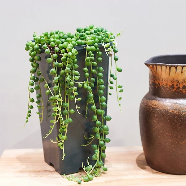 String Of Pearls (Senecio Rowleyanus) - Various Sizes