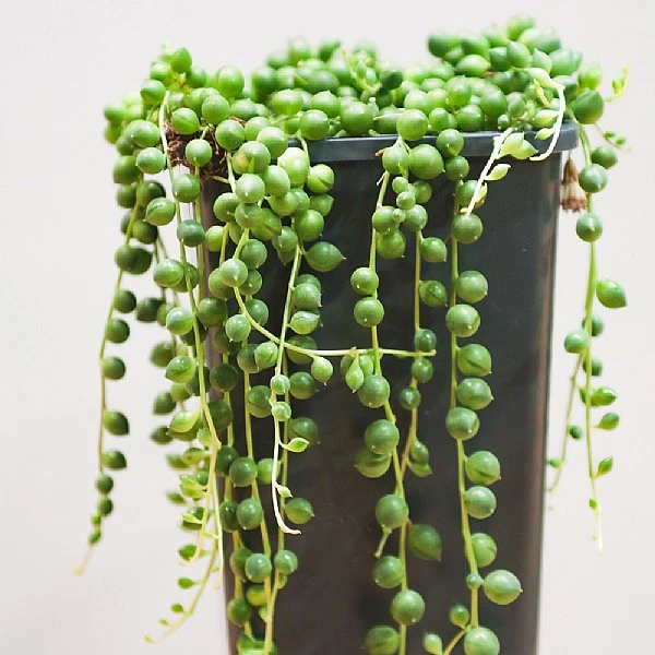 String Of Pearls (Senecio Rowleyanus) - Various Sizes - Image 2
