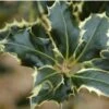Ilex Aquifolium 'Argentea Marginata'