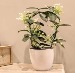 Stephanotis 4-6 Flowers