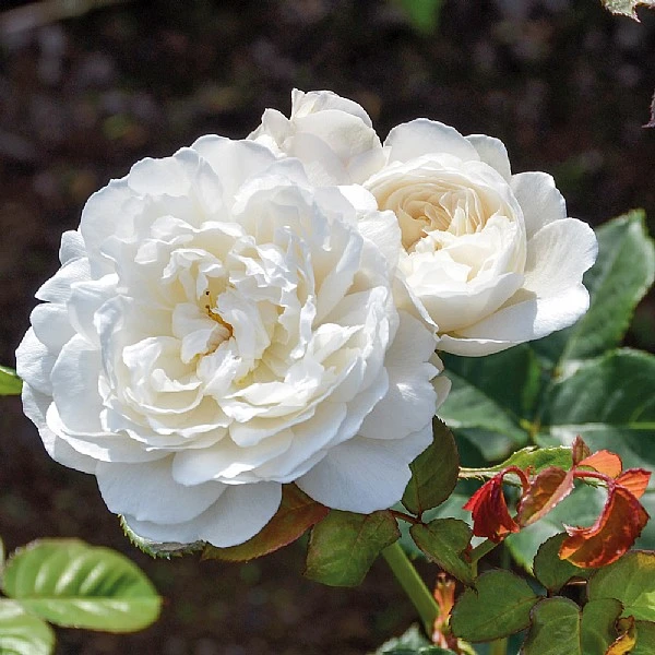 William & Catherine English Shrub Rose - Image 2